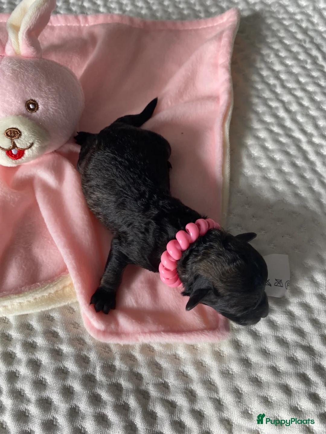 Poedel Toy honden te koop: Toy poedeltjes geboren  - Advertentie 14