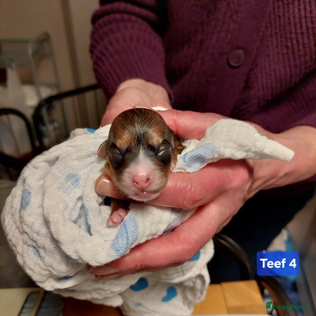 Havanezer honden te koop: Havanezer pups met FCI stamboom - Advertentie 9