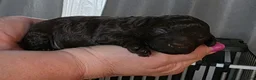 Dwergpoedel honden te koop: 2 choco toypoedel puppy's geboren - Advertentie 10