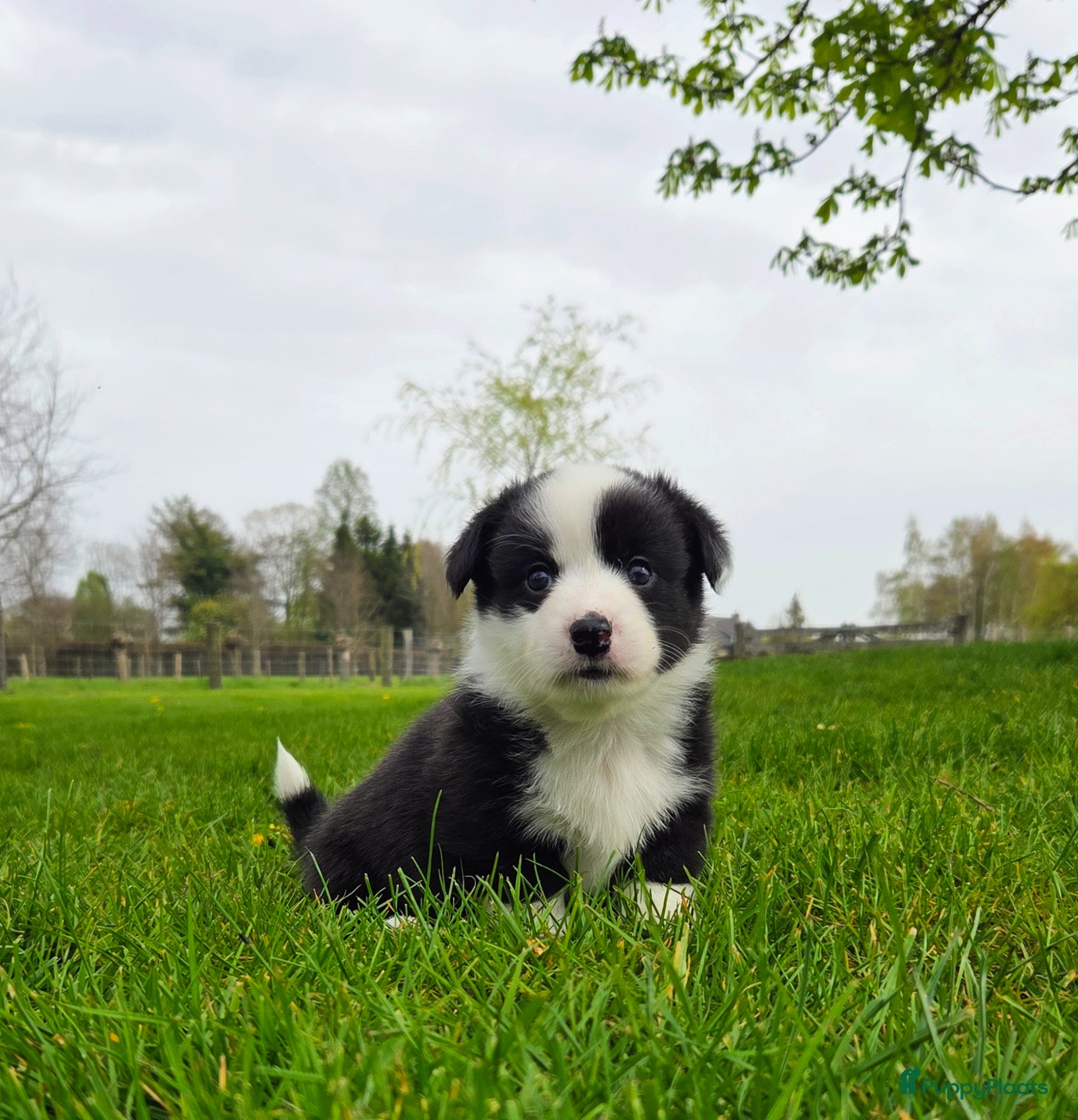 Welsh Corgi Cardigan honden Welsh Corgi Cardigan pups. Nog 2 reutjes.  - Advertentie 1