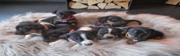 Jack Russel Terriër honden te koop: Jack  russel pups zoeken lief huis! nog 4 pups! - Advertentie 4