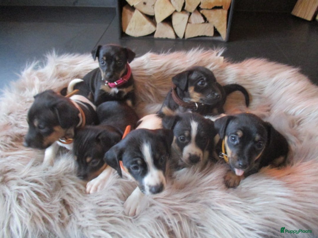 Jack Russel Terriër honden te koop: Jack  russel pups zoeken lief huis! nog 4 pups! - Advertentie 4