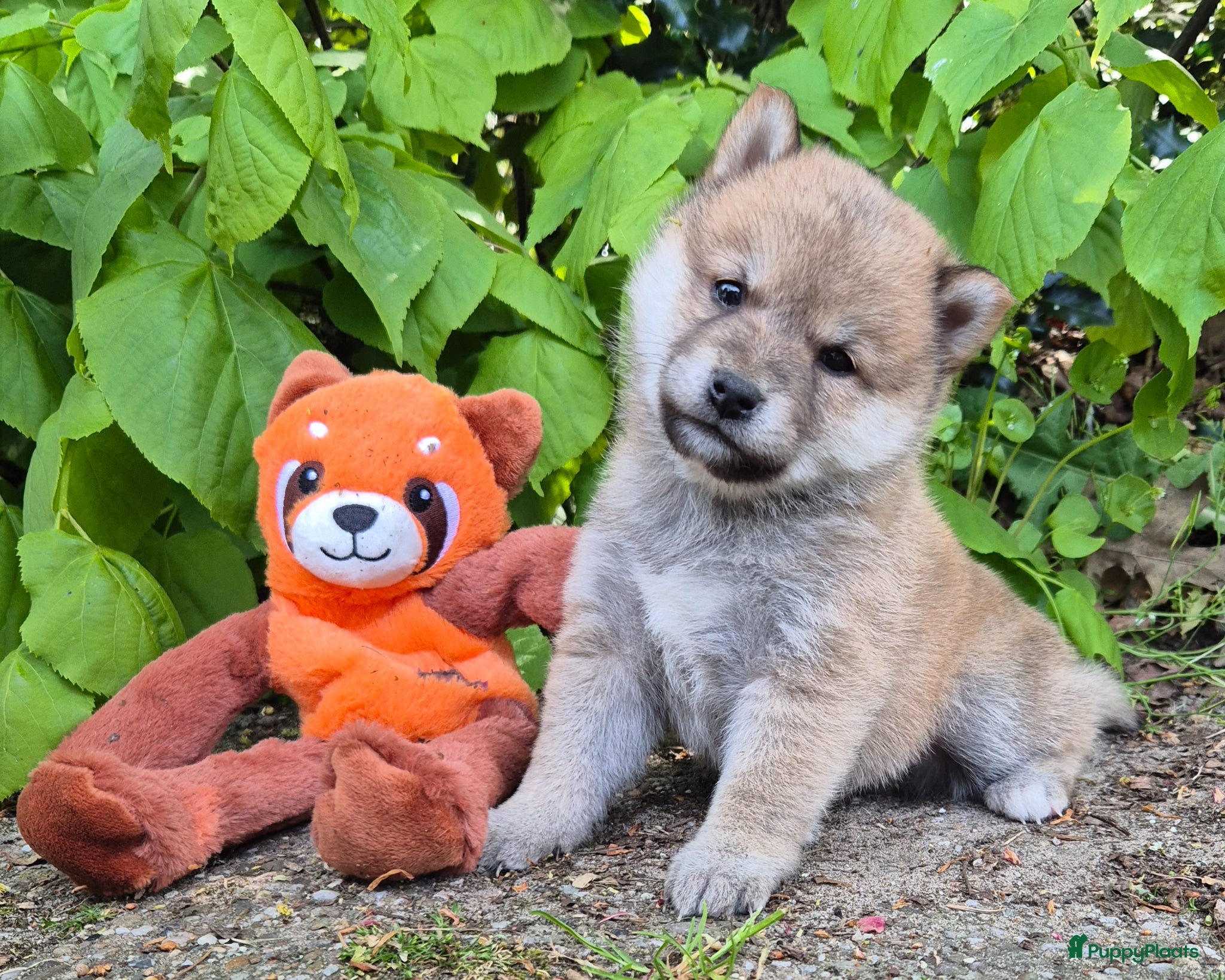 Shiba honden Shiba inu pups - Advertentie 1