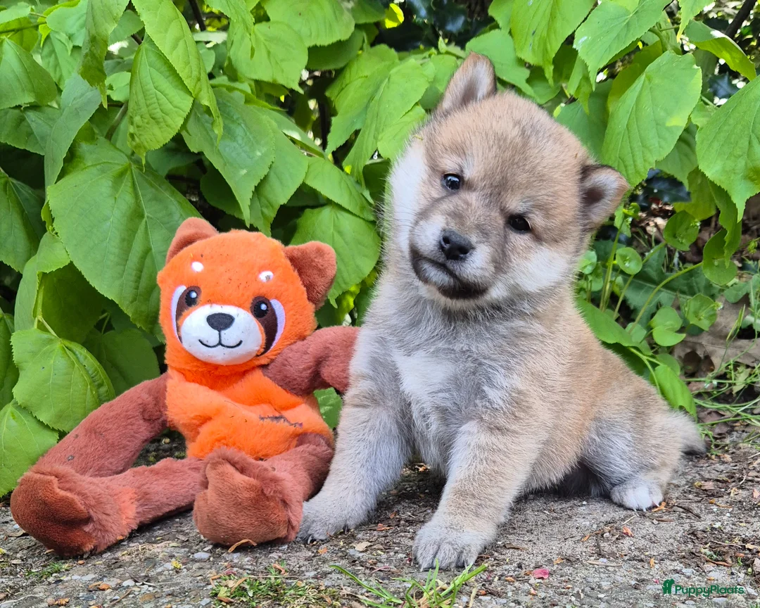 Shiba honden te koop: Shiba inu pups - Advertentie 2