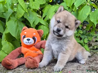 Shiba honden Shiba inu pups - Advertentie 2
