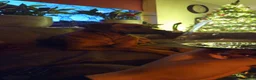 Rhodesian Ridgeback honden te koop: Rhodesian Ridgeback pups verwacht kennel Majaliwa  - Advertentie 6