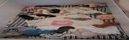 Kruising honden te koop: Te koop mooie pups - Advertentie 1