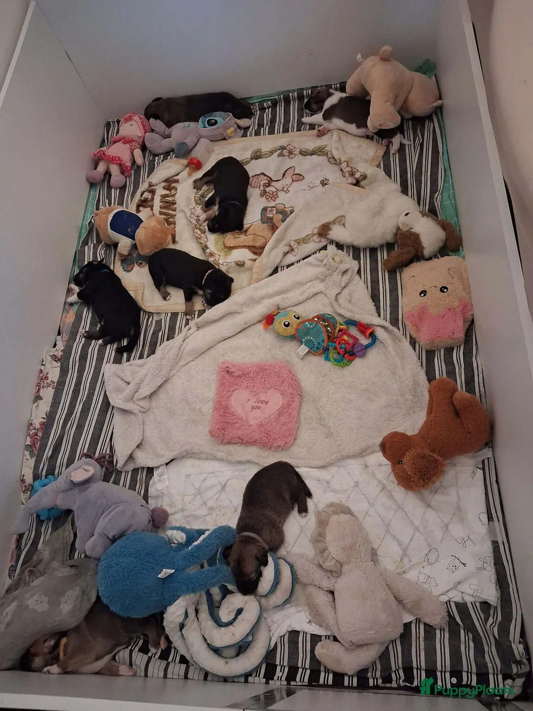 Kruising honden te koop: Te koop mooie pups - Advertentie 1