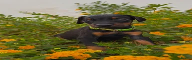 Dobermann 1 verkocht