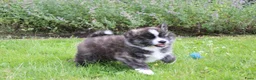 Akita honden te koop: Zeldzaam mooie Japanse Akita Inu pups - Advertentie 4