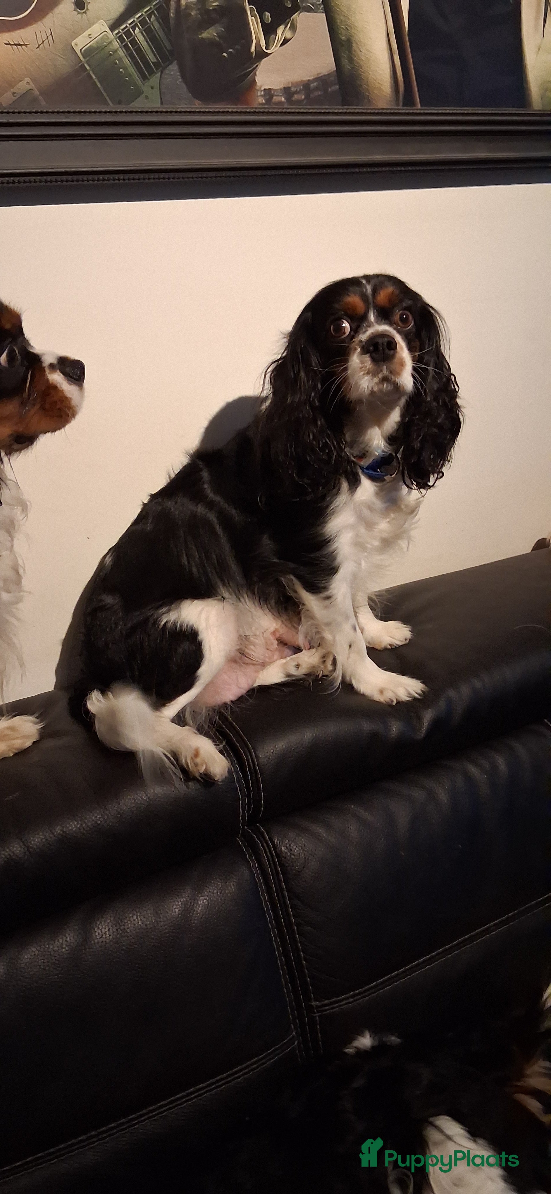 Cavalier King Charles Spaniel honden Cavalier charel - Advertentie 17