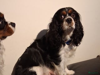 Cavalier King Charles Spaniel honden Cavalier charel - Advertentie 17