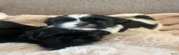 Shih Tzu honden te koop: Lieve Shih Tzu pups in Honselersdijk - Advertentie 7
