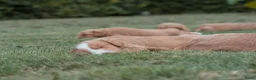 Kruising honden te koop:  Prachtige rood/apricot Medium Doodle pups  - Advertentie 14