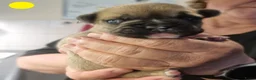 Franse Bulldog honden te koop: Fr bulldog puppy's met stamboom geteste ouders  - Advertentie 38