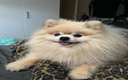 Pomeriaan honden te koop: Volwassen pomeriaan - Afbeelding 9