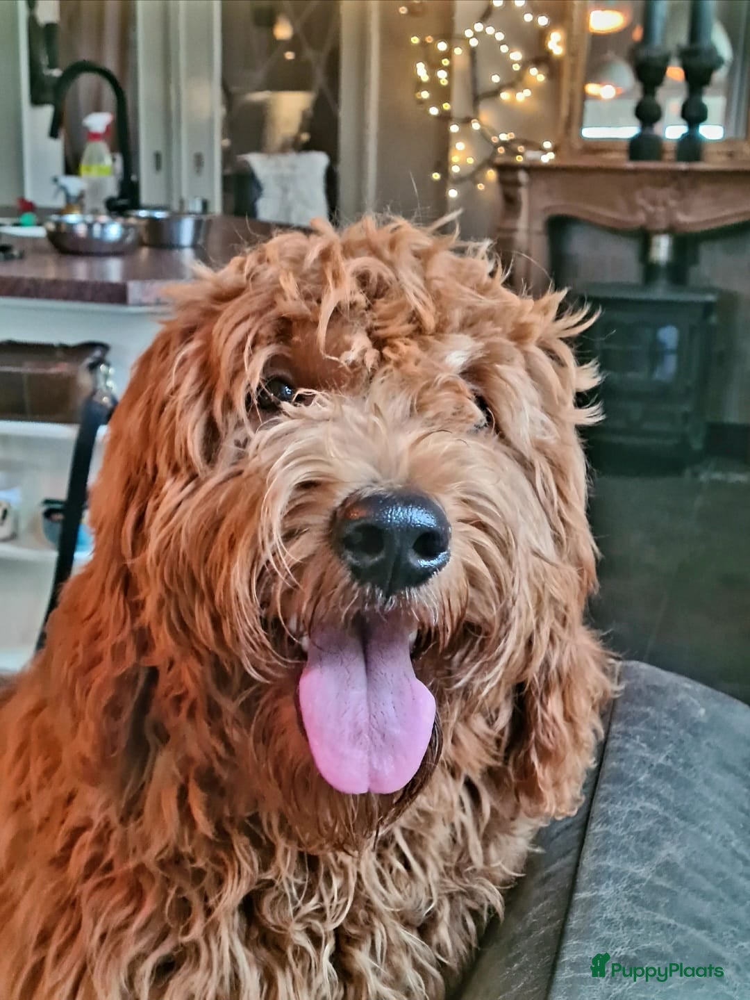 Goldendoodle honden Exclusieve Dekreu Beschikbaar – Milo - Advertentie 2