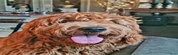 Goldendoodle honden ter dekking: Exclusieve Dekreu Beschikbaar – Milo - Advertentie 1