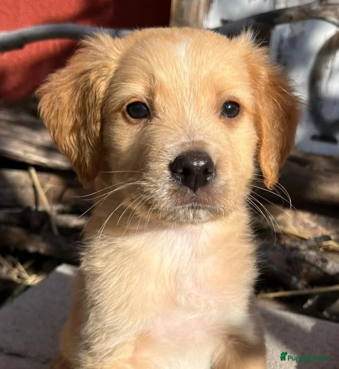 Kruising honden ter adoptie: zeppe wil heel graag een vriendje een warm mandje  - Advertentie 10