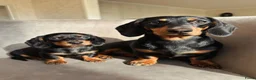 Teckel (korthaar)  honden te koop: Dwergteckel pups beschikbaar - Advertentie 5
