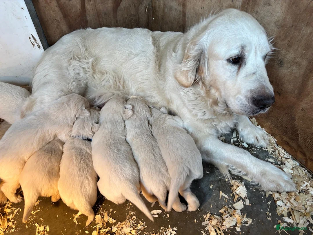 Golden Retriever honden te koop: Prachtige golden retriever pups te koop - Advertentie 2