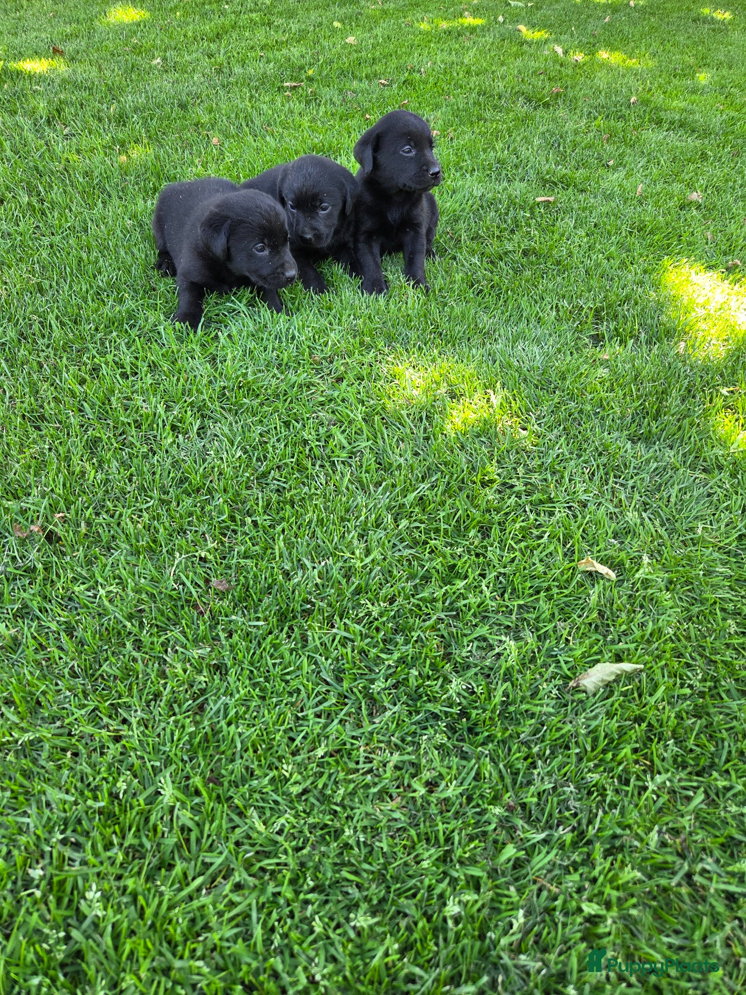 Labrador Retriever honden te koop: Labrador pups raszuiver zwart  - Advertentie 2