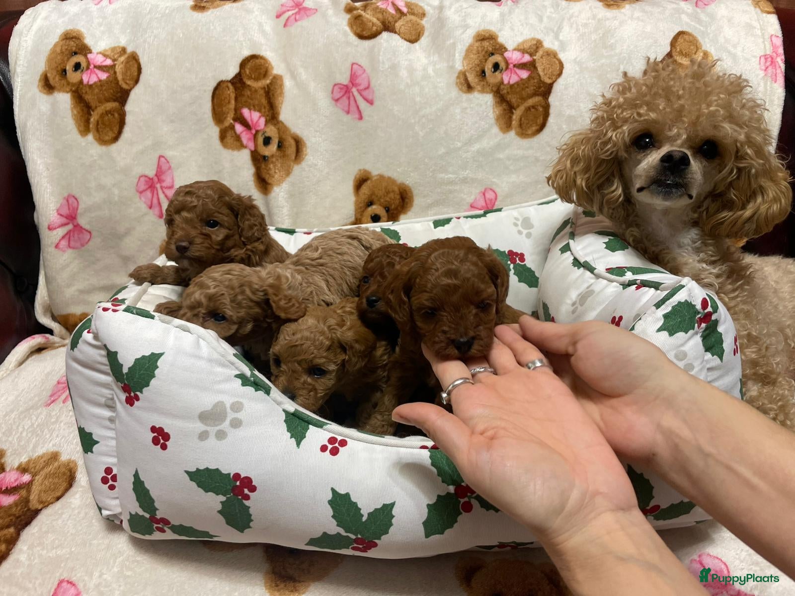 Poedel Toy honden 4 Prachtige Toy poedel teefjes - Advertentie 1