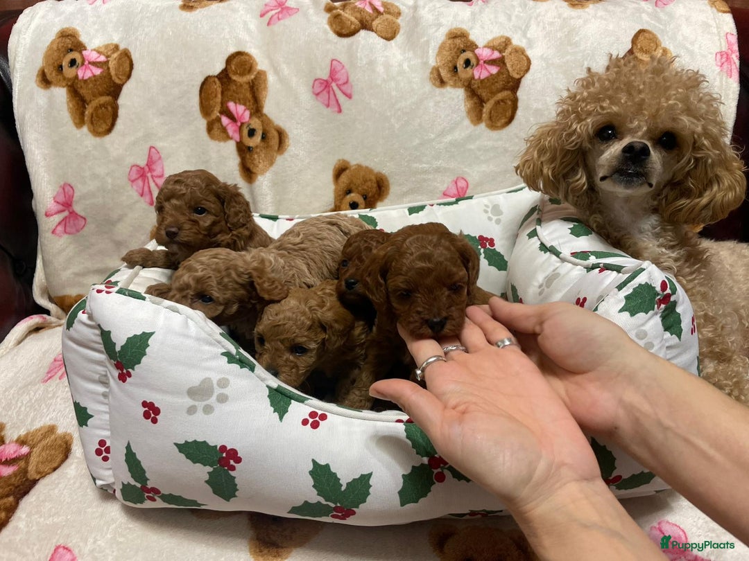 Poedel Toy honden te koop: 4 Prachtige Toy poedel teefjes - Advertentie 1