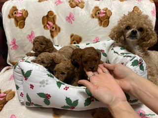 Poedel Toy honden te koop: 4 Prachtige Toy poedel teefjes - Advertentie 1