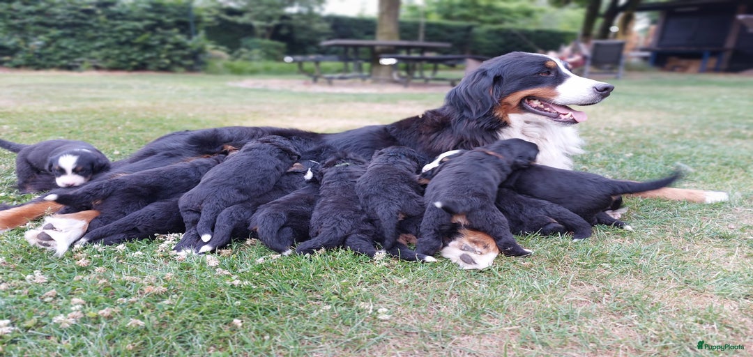 Galerij afbeelding {{count}}