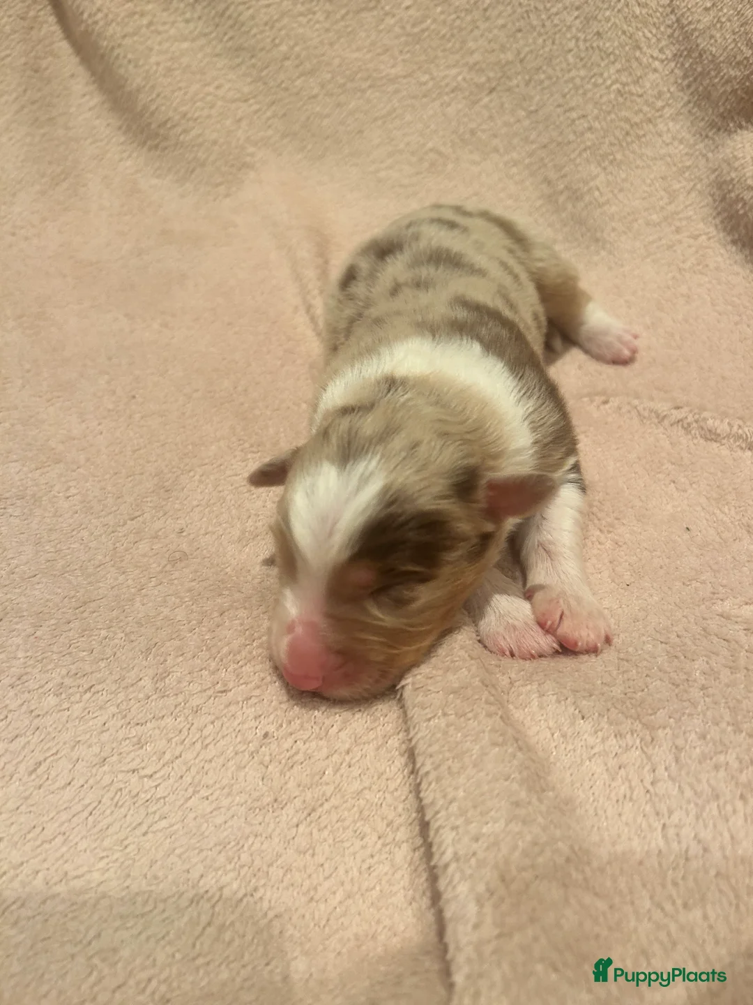 Australian Shepherd honden te koop: 100% raszuivere Australian Sheperd pups - Advertentie 6