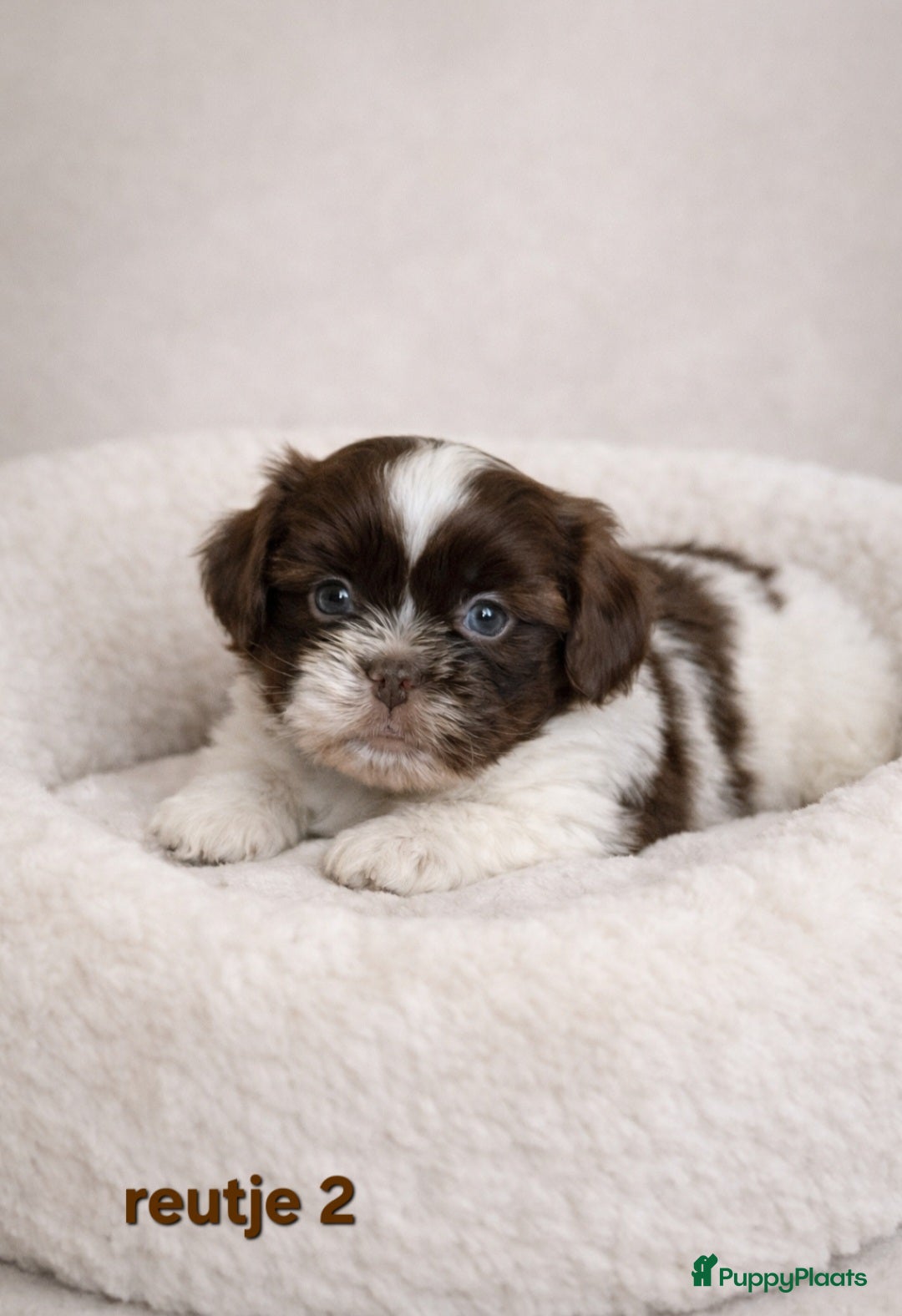Boomer honden Super mooi gezonde boomer pups. Ook Choco en merle - Advertentie 2
