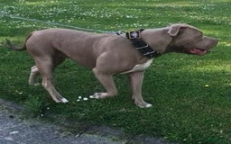 Amerikaanse Bully honden te koop: American bully XL pups in Zaandijk - Afbeelding 5