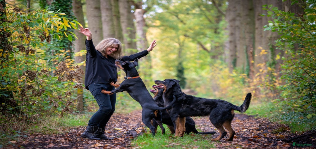 Galerij afbeelding {{count}}