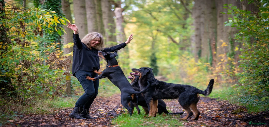 Galerij afbeelding {{count}}