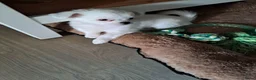 Chihuahua honden te koop: Mooi chihuahua reutje - Advertentie 4