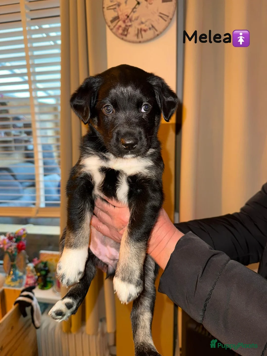 Kruising honden te koop: Lieve friese stabij x Labrador pups te koop - Advertentie 15