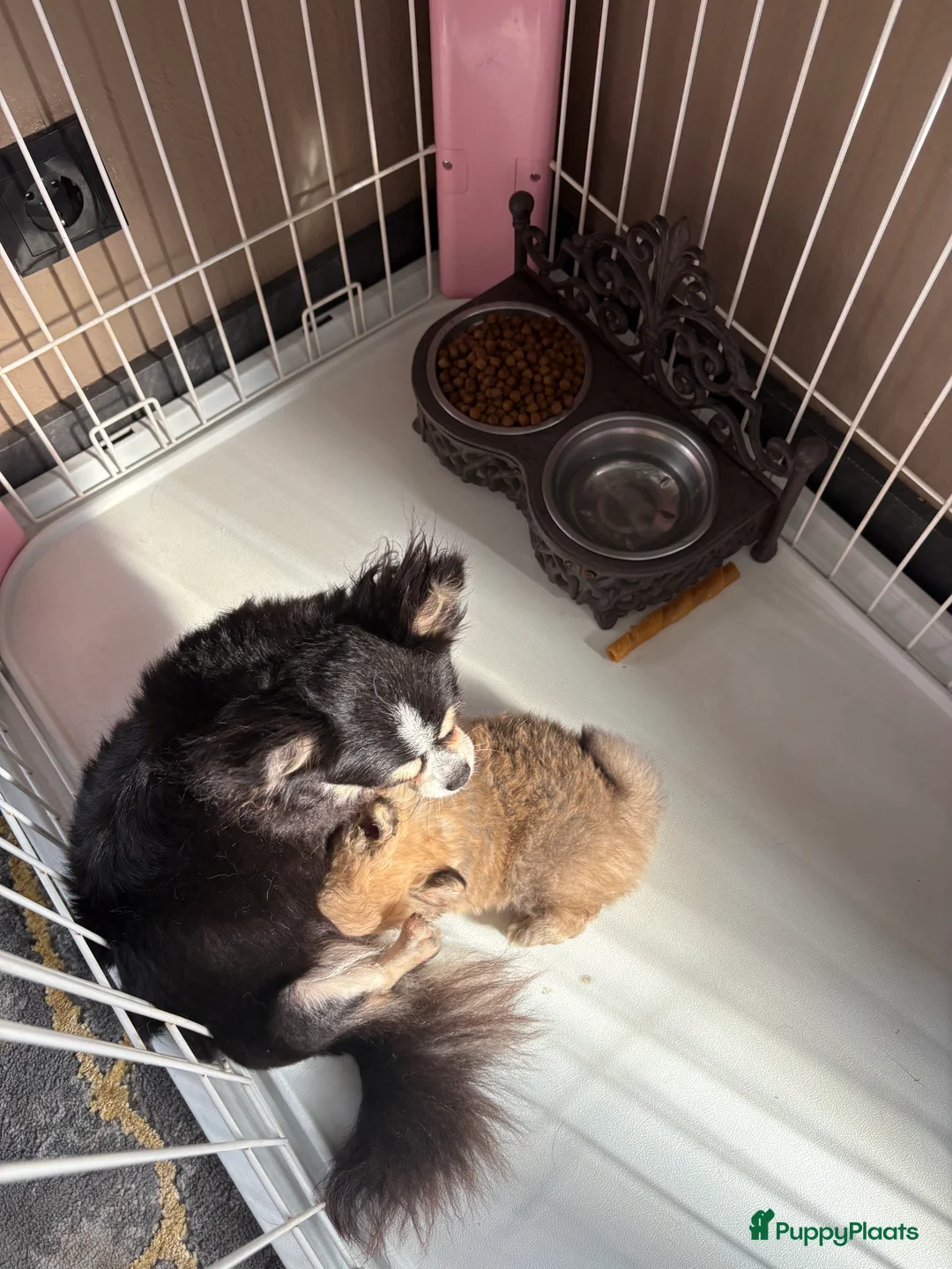 Pomchi honden te koop: Pompchi pup reutje - Advertentie 1