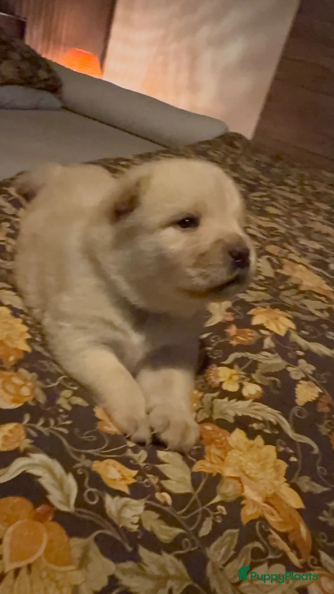 Chow Chow honden te koop: Teefje puppy zoekt warm huis met liefde - Advertentie 2