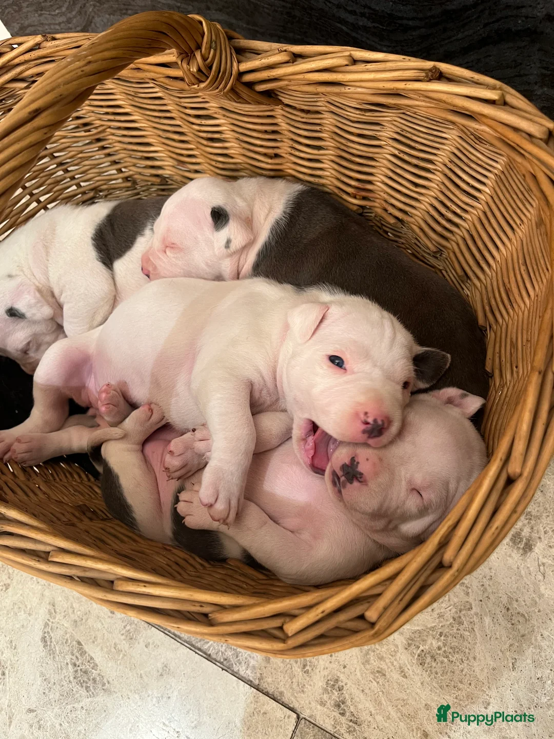 American Staffordshire Terriër honden te koop: Amerikaanse Stafford Pups - Advertentie 1