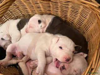 American Staffordshire Terriër honden Amerikaanse Stafford Pups - Advertentie 3