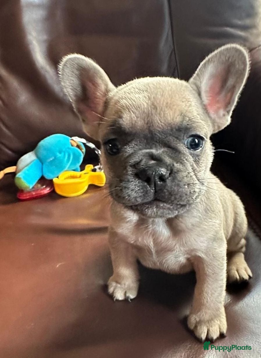 Franse Bulldog honden Franse Bulldog - Advertentie 1