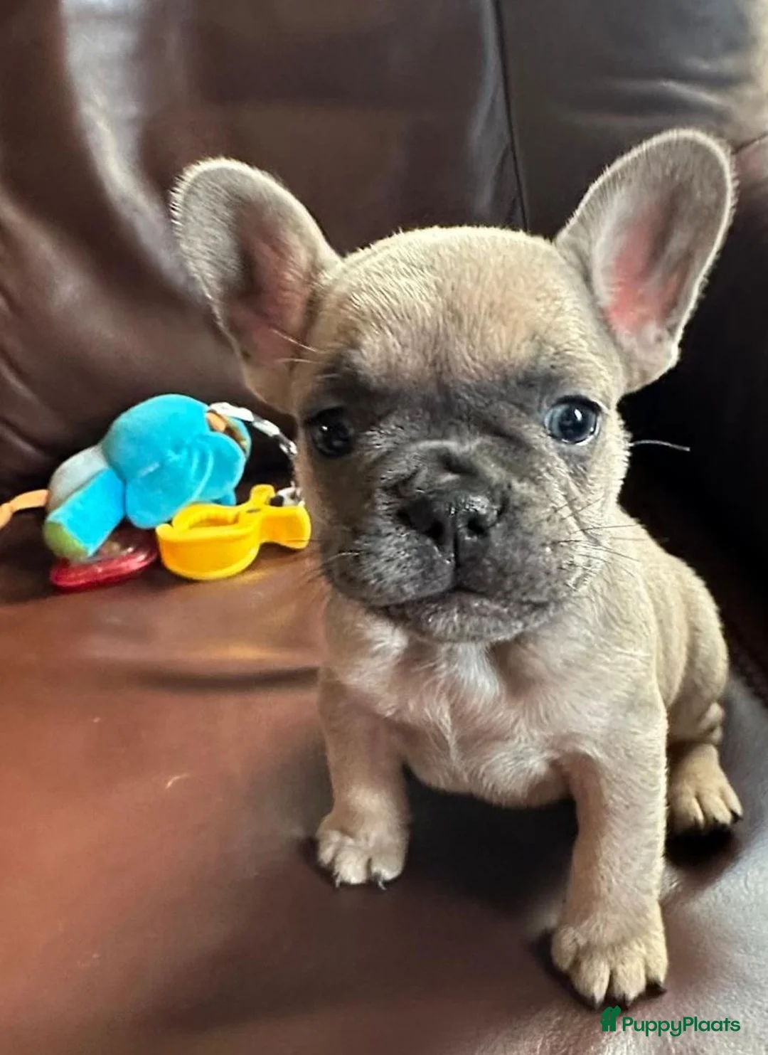 Franse Bulldog honden te koop: Franse Bulldog - Advertentie 1