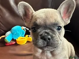 Franse Bulldog honden Franse Bulldog - Advertentie 1