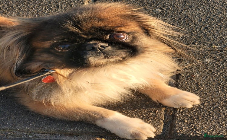 Pekingees honden - Advertentie 11