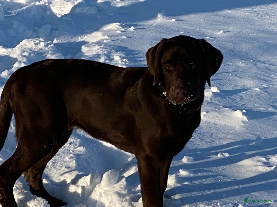 Labrador Retriever honden te koop: Labrador Retriever Pups - Advertentie 32