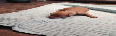 Labradoodle 3