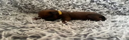 Rhodesian Ridgeback honden te koop: Pups met stamboom Rhodesian Ridgeback  - Advertentie 19
