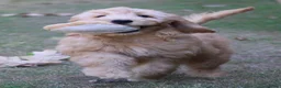 Goldendoodle honden te koop: Goldendoodle Pups - Advertentie 11