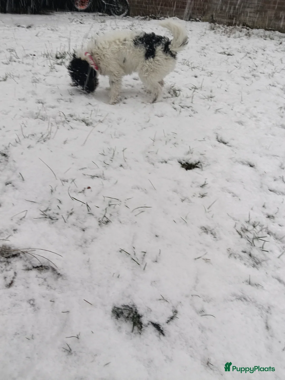 Kruising honden te koop: Maltipoo pup - Advertentie 18